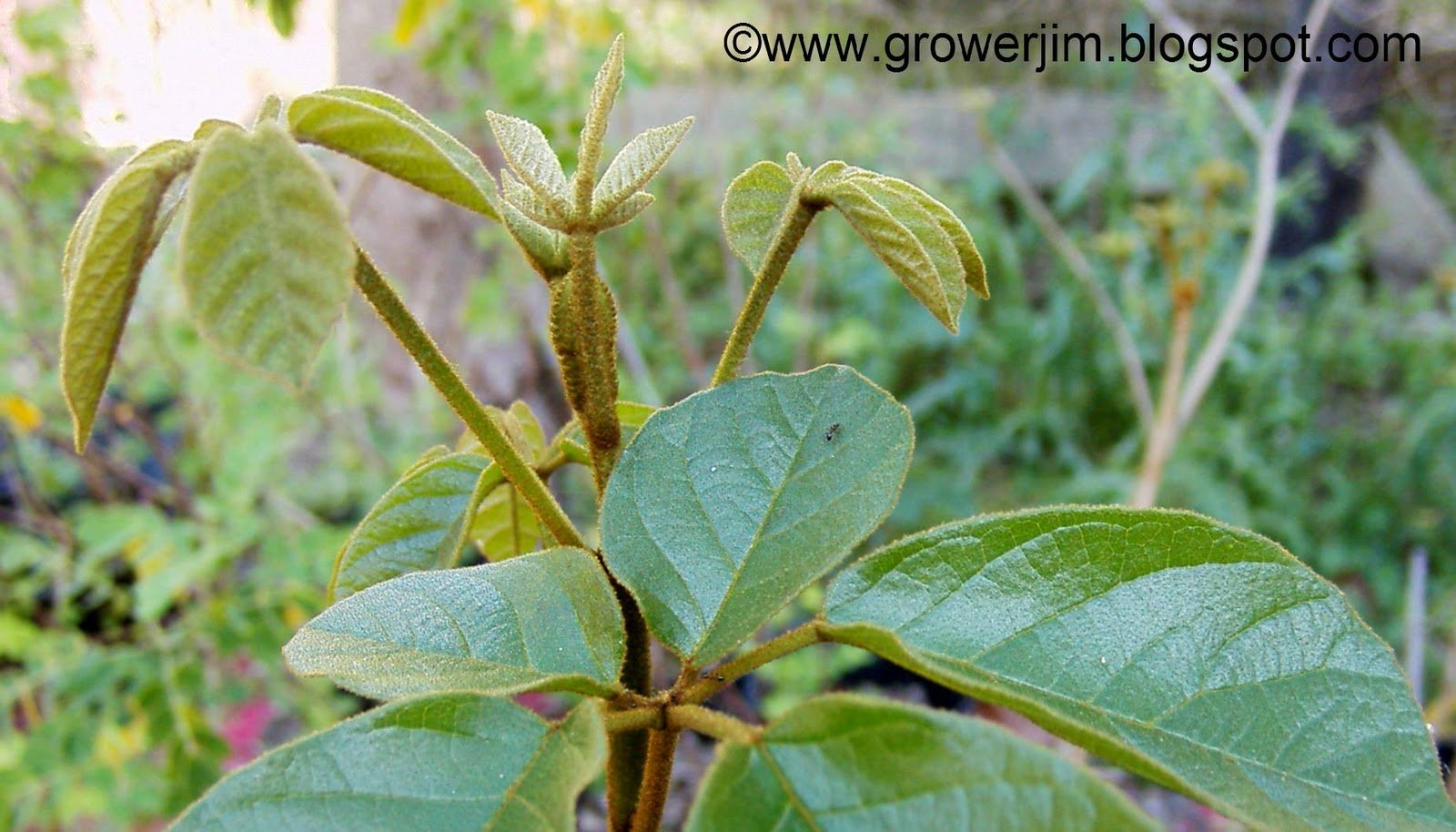 Guayacán Amarillo - Vista 3